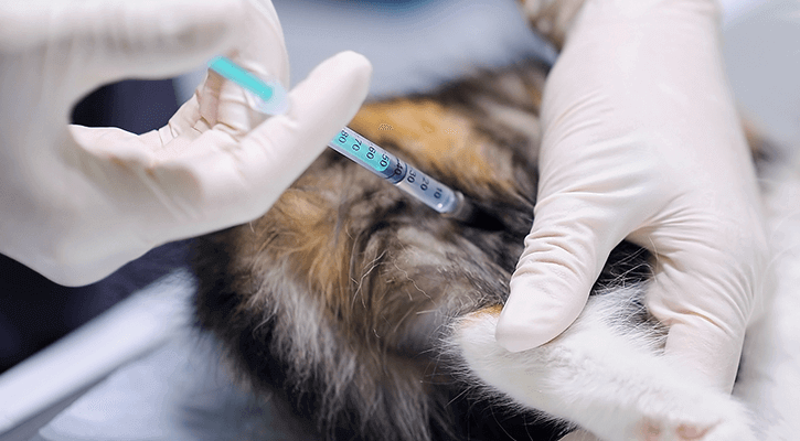 Pet Vaccinations Vaccinated Cat