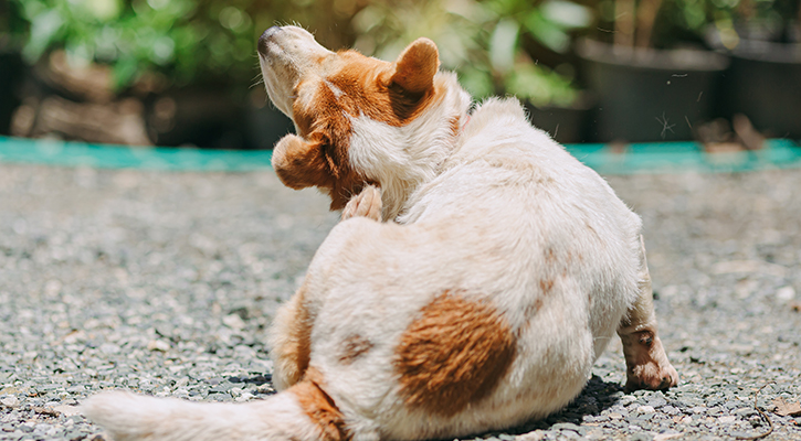 Parasite Prevention Scratching Dog