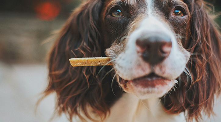 Pet Behavior Dog With A Stick