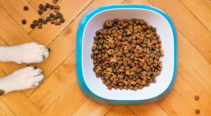 Pet Nutrition Bowl Of Dog Food