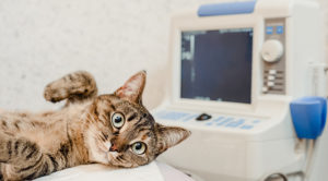 Cat Getting An Ultrasound