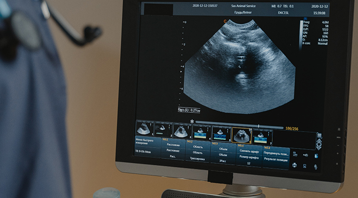 Pet Radiology Radiograph Screen