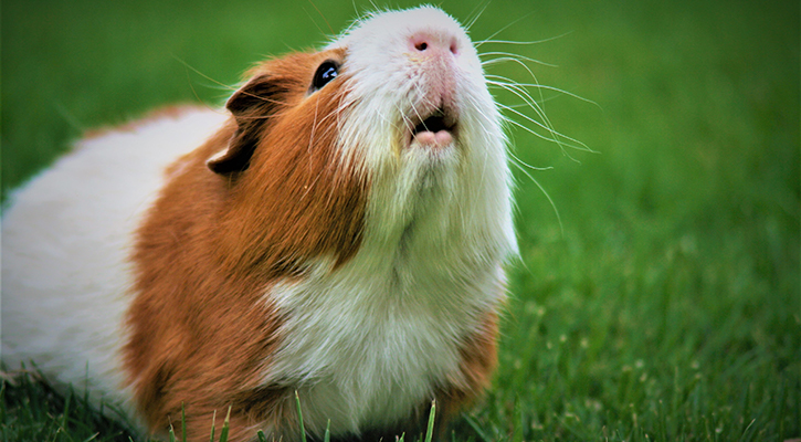 Pocket Pet Care Guinea Pig
